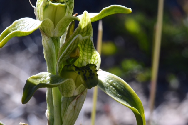 Chloraea viridiflora