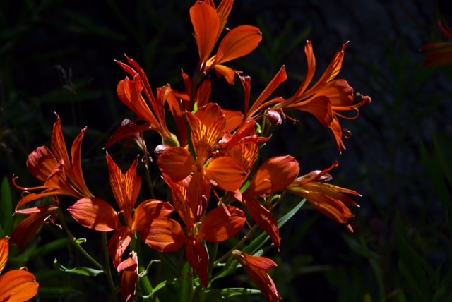 Alstroemeria aurea