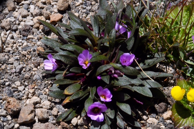 Calandrinia colchaguensis